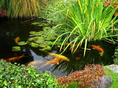 Ornamental Pond by North Star Landscape Design & Installation - Photo 2