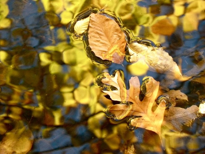 Color and Texture Plantings by North Star Landscape Design & Installation - Photo 3