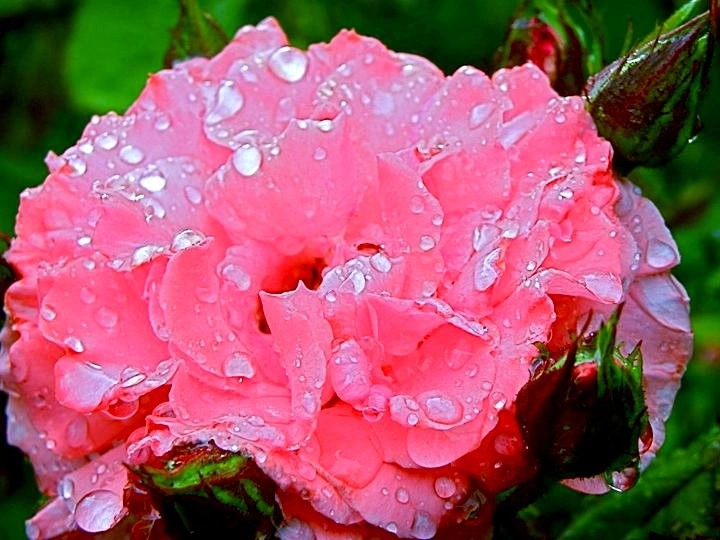 Color and Texture Plantings by North Star Landscape Design & Installation - Photo 4