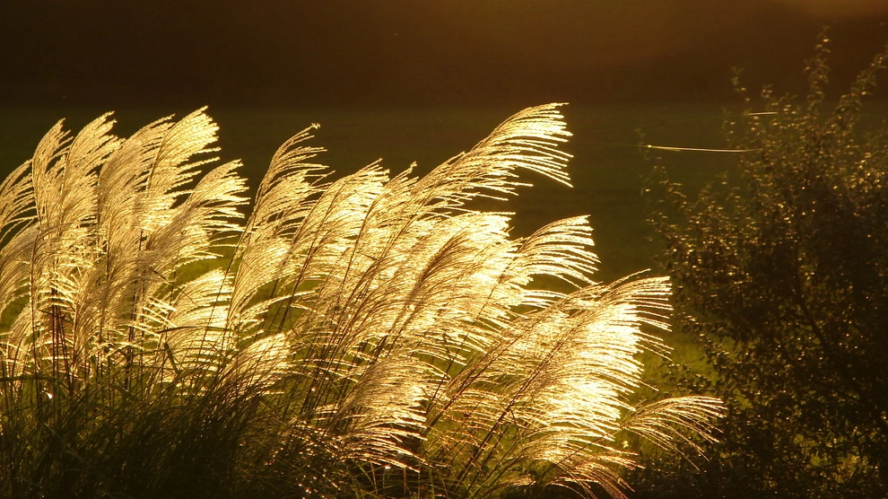 Landscapes by North Star Landscape Design & Installation - Photo 3