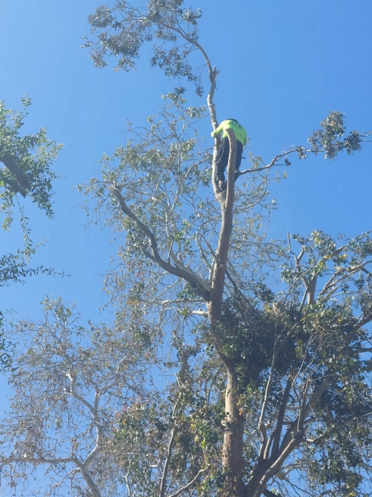 My Work by Luis Tree Service & Landscaping - Photo 12