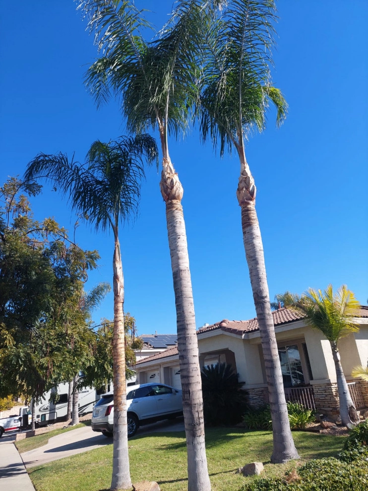 Luis Tree Service & Landscaping - Photo 12