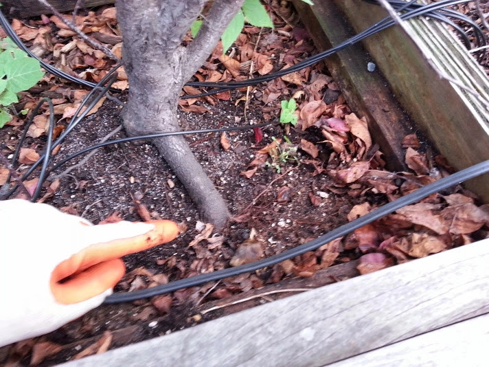 Manhattan Rooftop garden planting by NY Plantings Irrigation And Landscape Lighting - Photo 3