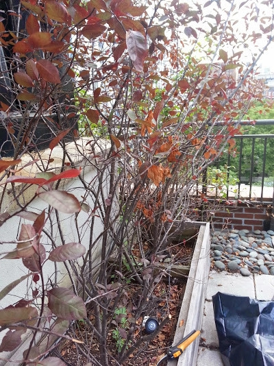 Manhattan Rooftop garden planting by NY Plantings Irrigation And Landscape Lighting - Photo 10