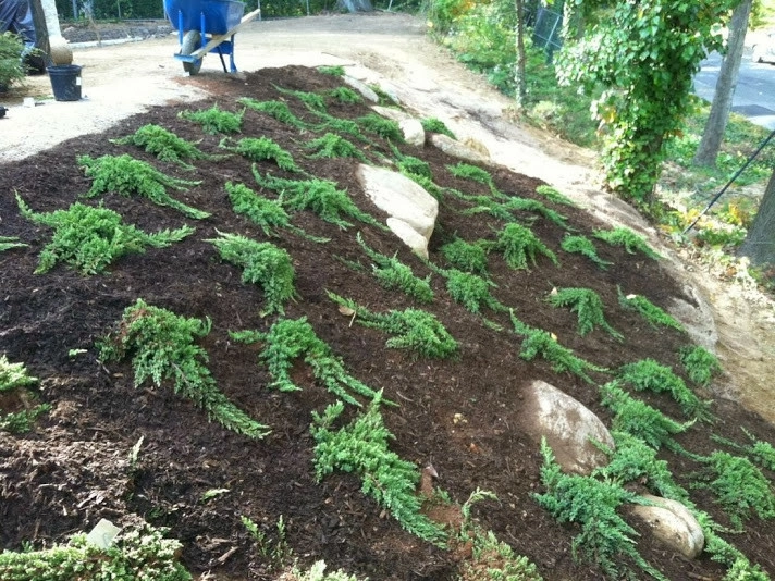 Planting on hills to control erosion by NY Plantings Irrigation And Landscape Lighting - Photo 8