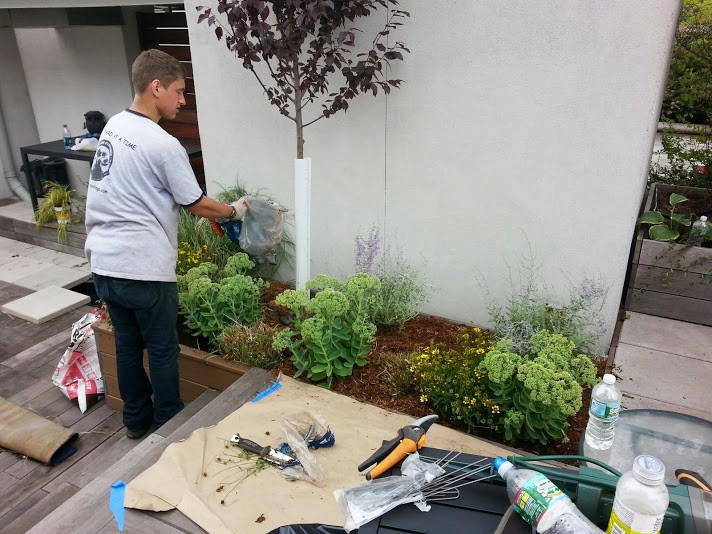 Manhattan Rooftop garden planting by NY Plantings Irrigation And Landscape Lighting - Photo 13