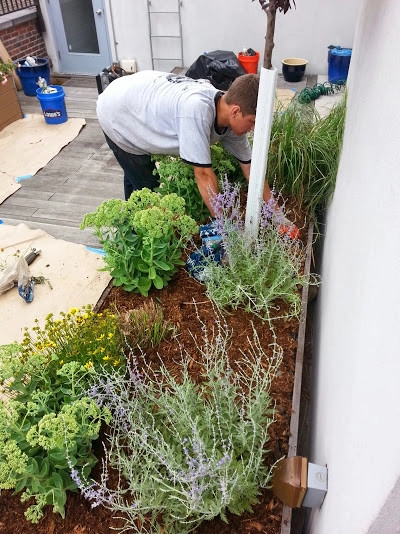 Manhattan Rooftop garden planting by NY Plantings Irrigation And Landscape Lighting - Photo 7