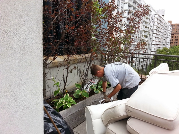 Manhattan Rooftop garden planting by NY Plantings Irrigation And Landscape Lighting - Photo 6