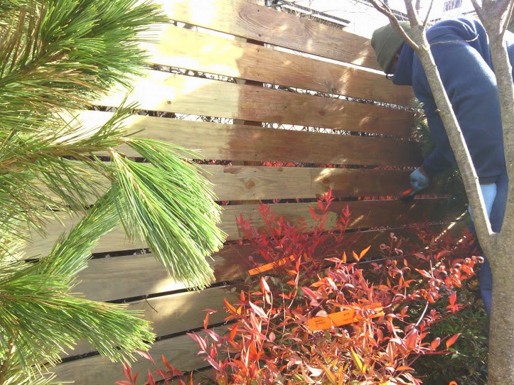 Town House Landscape Design and Renovation by NY Plantings Irrigation And Landscape Lighting - Photo 9