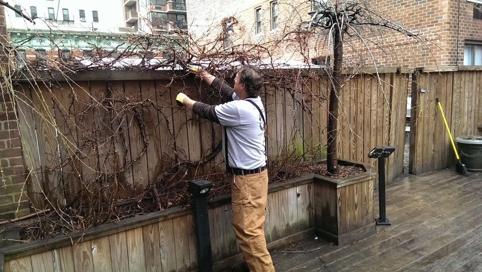 Town House Landscape Design and Renovation by NY Plantings Irrigation And Landscape Lighting - Photo 11