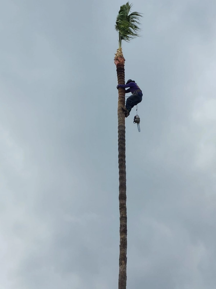 Luis Tree Service & Landscaping - Photo 8