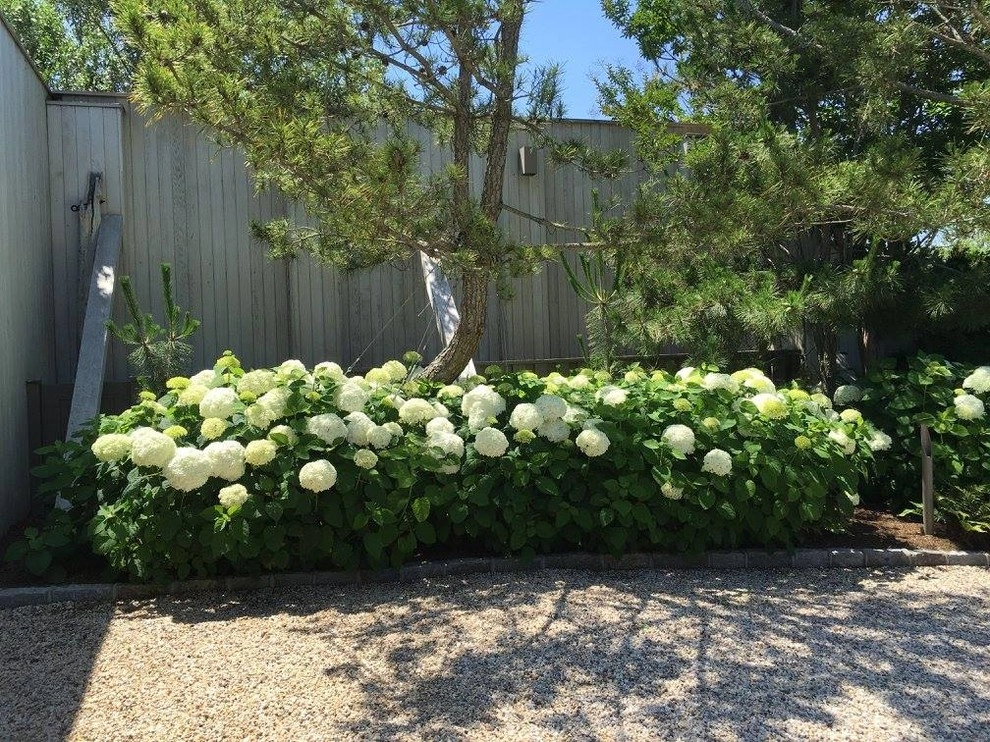 Colorful, Blooming Hydrangeas by Ogden's Design And Plantings, Inc. - Photo 7