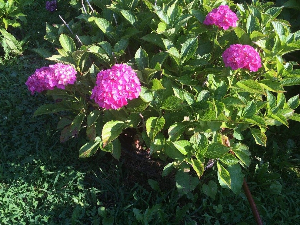 Colorful, Blooming Hydrangeas by Ogden's Design And Plantings, Inc. - Photo 9