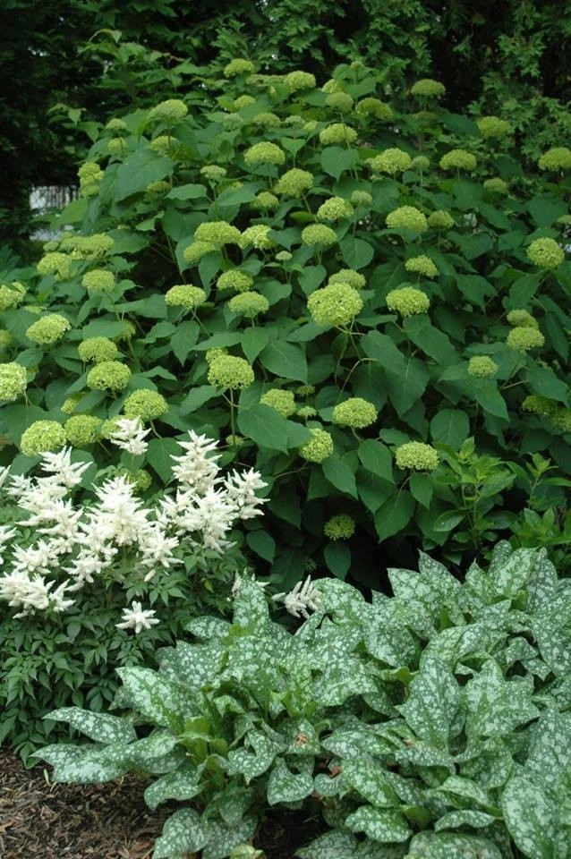 Colorful, Blooming Hydrangeas by Ogden's Design And Plantings, Inc. - Photo 3