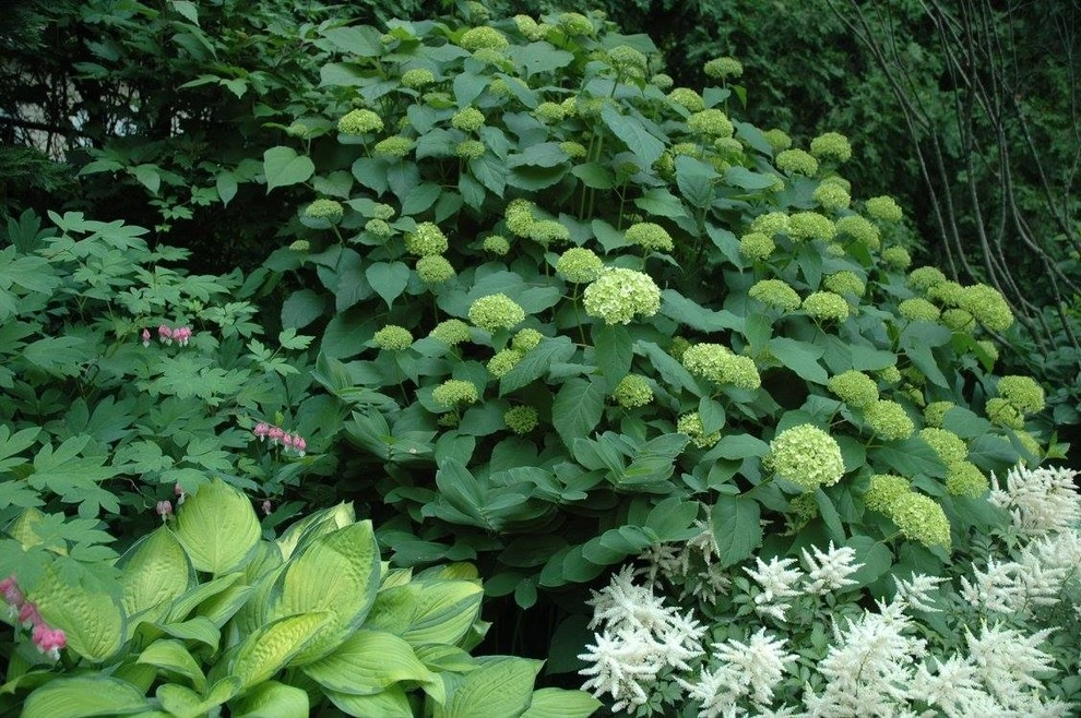 Colorful, Blooming Hydrangeas by Ogden's Design And Plantings, Inc. - Photo 2