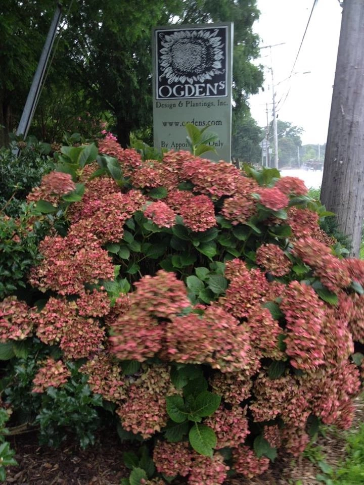 Colorful, Blooming Hydrangeas by Ogden's Design And Plantings, Inc. - Photo 5