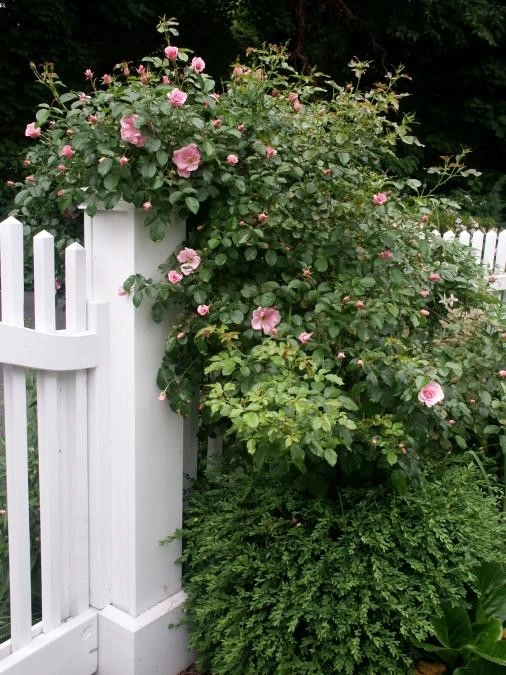 Seasonal by Ogden's Design And Plantings, Inc. - Photo 3
