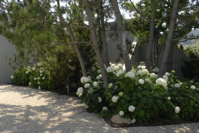 In the Shade by Ogden's Design And Plantings, Inc. - Photo 2