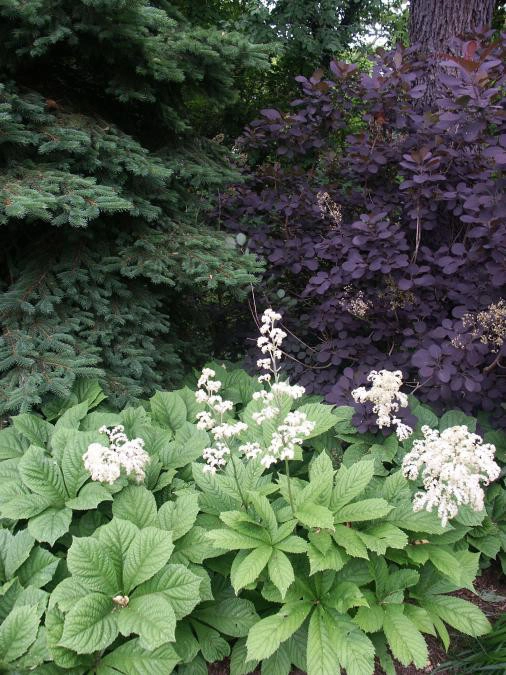 In the Shade by Ogden's Design And Plantings, Inc. - Photo 7