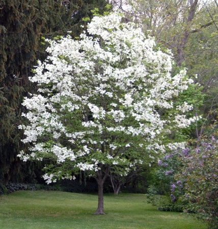 Landscaping with Trees by Ogden's Design And Plantings, Inc. - Photo 7
