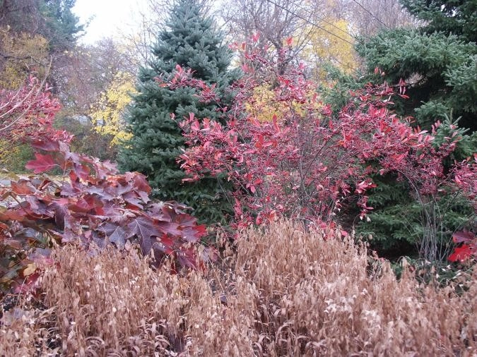 Landscaping with Trees by Ogden's Design And Plantings, Inc. - Photo 8