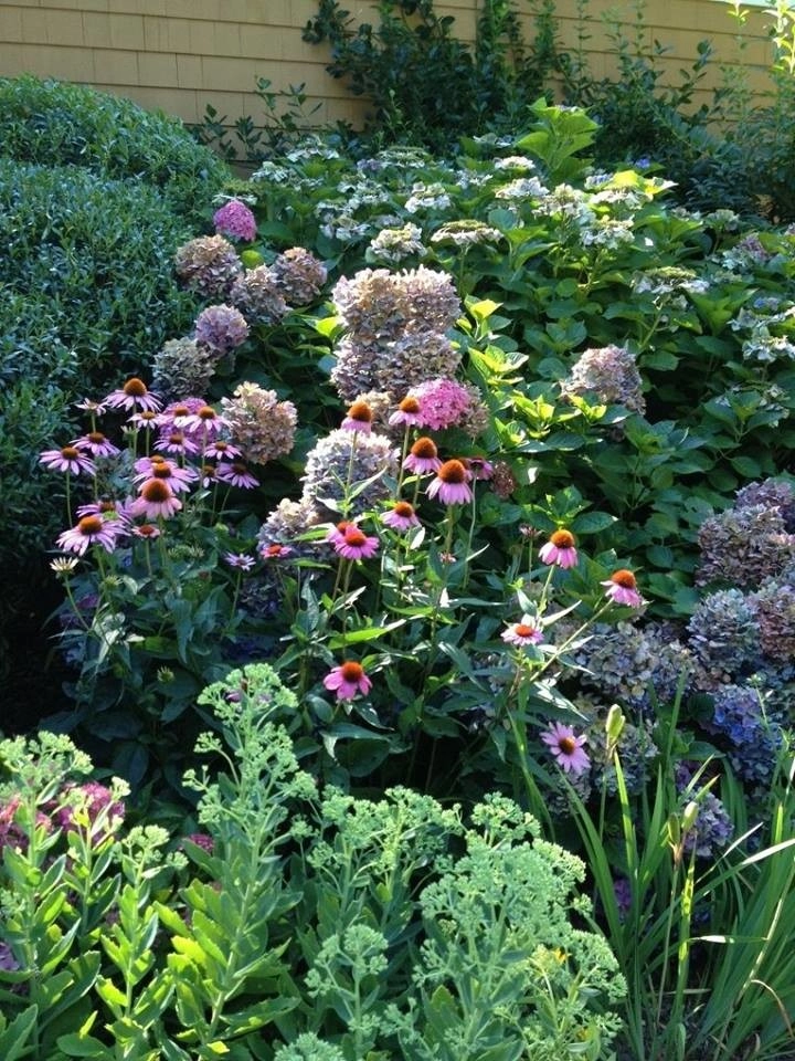 Colorful, Blooming Hydrangeas by Ogden's Design And Plantings, Inc. - Photo 11