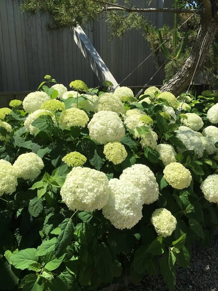 Ogden's Design And Plantings, Inc. - Photo 9