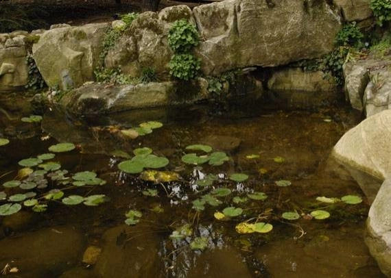 Pondscapes by Ogden's Design And Plantings, Inc. - Photo 2