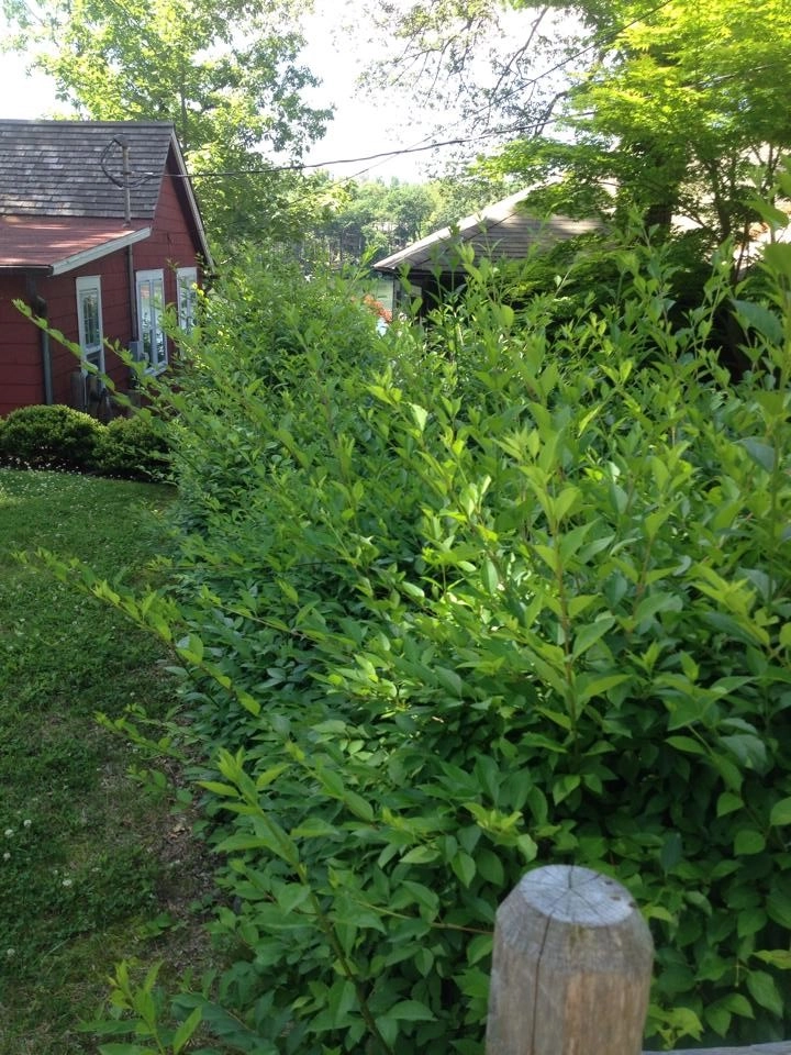 Our Work by Organic Landscapes NY By DeLuca Lawn Maintenance - Photo 14