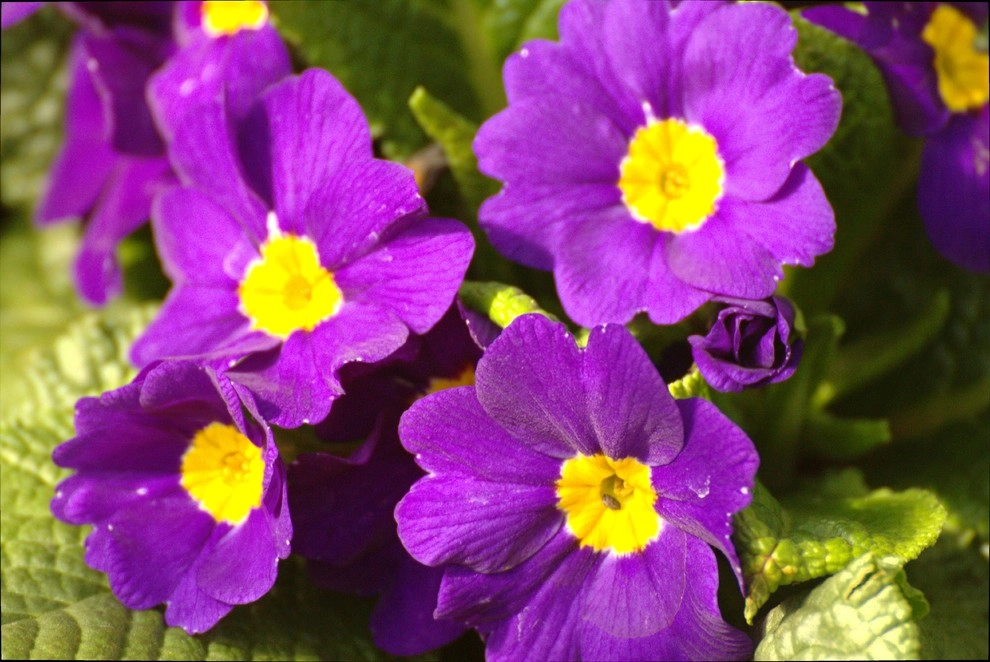 Flowers by Organic Landscapes NY By DeLuca Lawn Maintenance - Photo 7