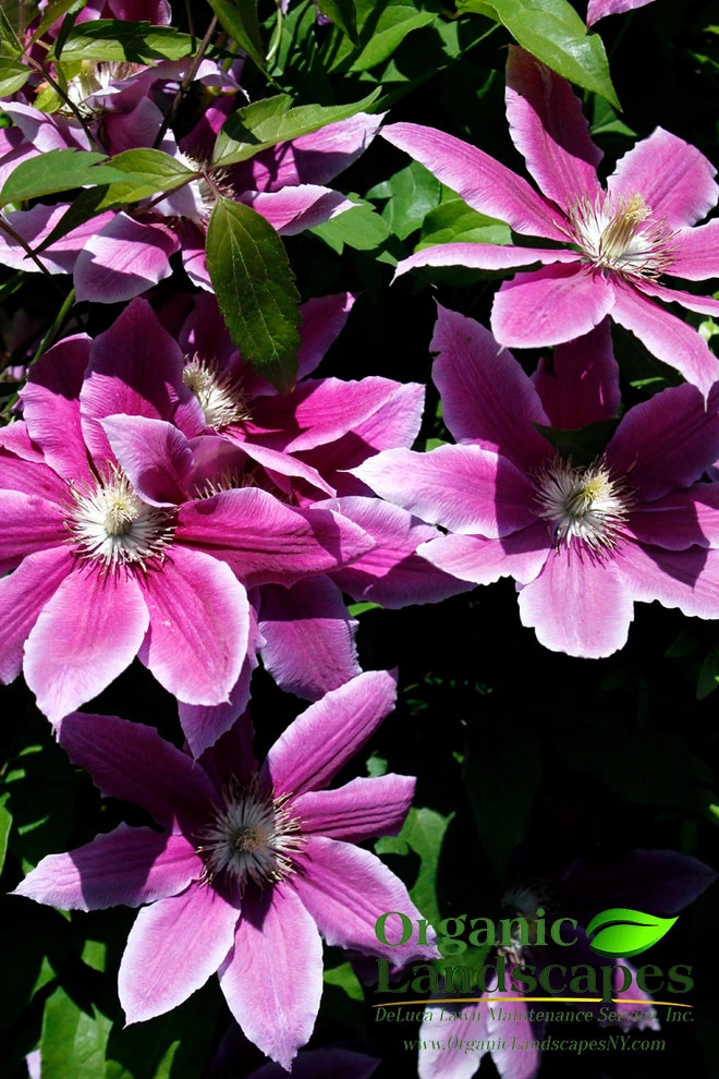 Flowers by Organic Landscapes NY By DeLuca Lawn Maintenance - Photo 5