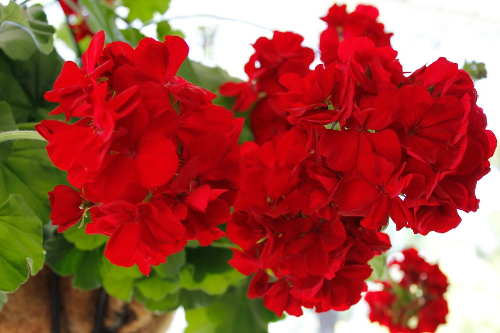 Flowers by Organic Landscapes NY By DeLuca Lawn Maintenance - Photo 11