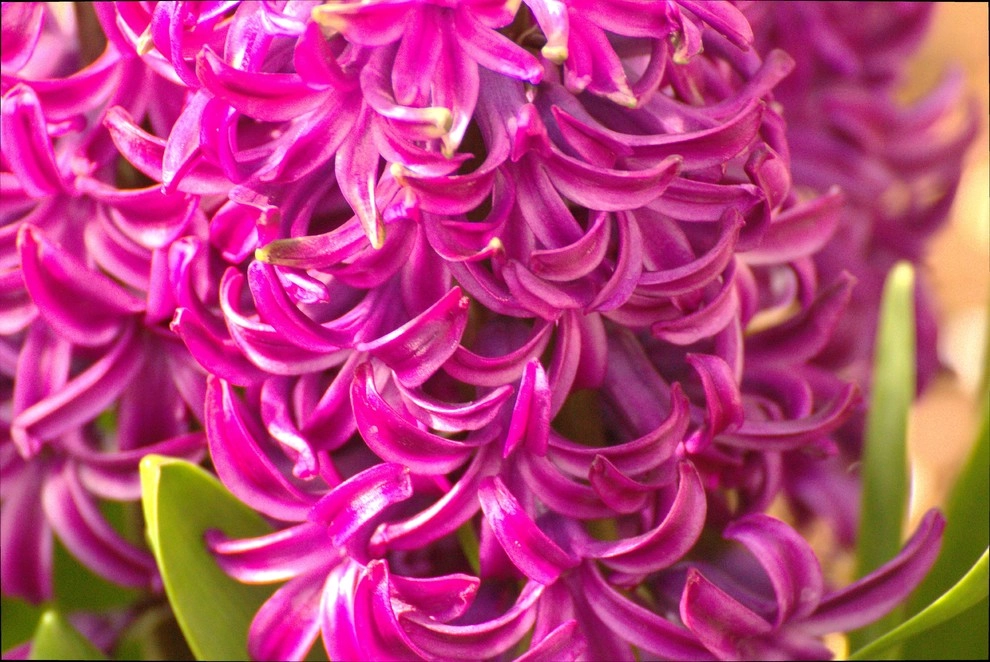 Flowers by Organic Landscapes NY By DeLuca Lawn Maintenance - Photo 12