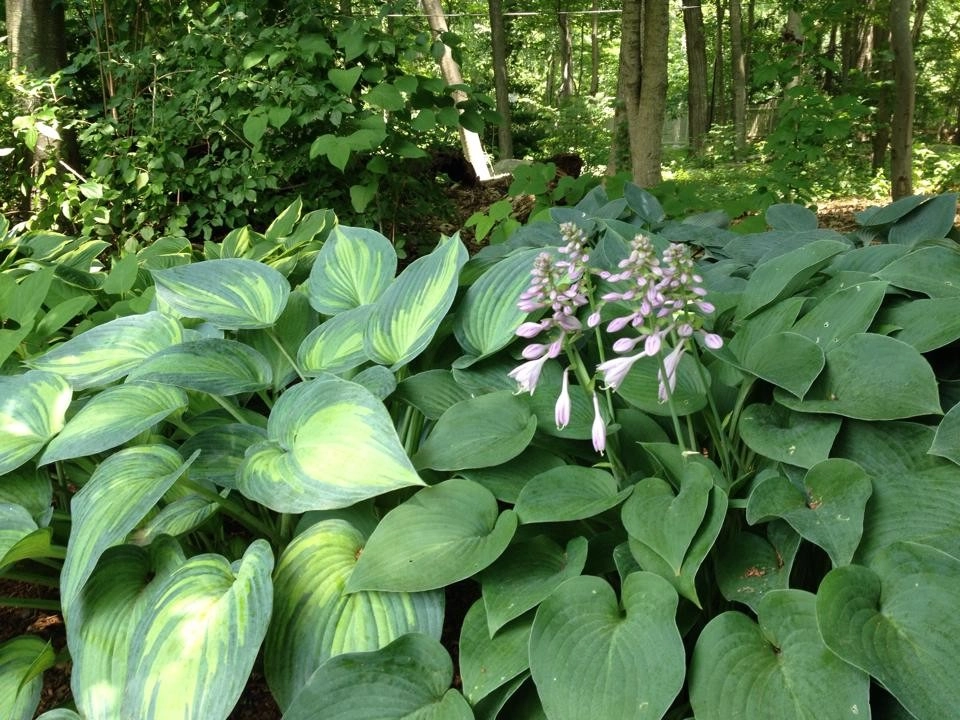 Our Work by Organic Landscapes NY By DeLuca Lawn Maintenance - Photo 6