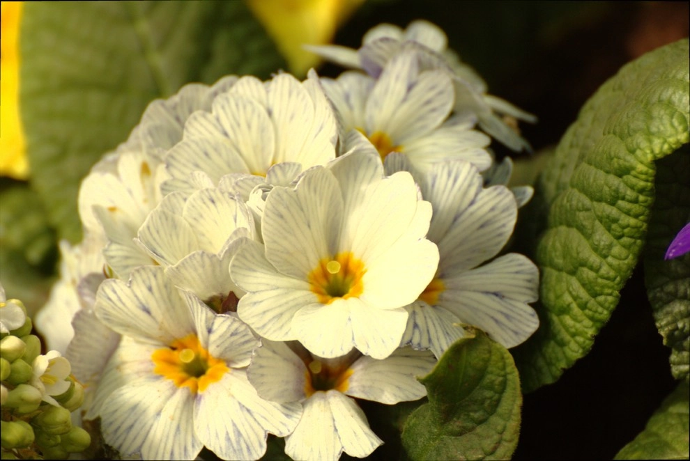Flowers by Organic Landscapes NY By DeLuca Lawn Maintenance - Photo 6