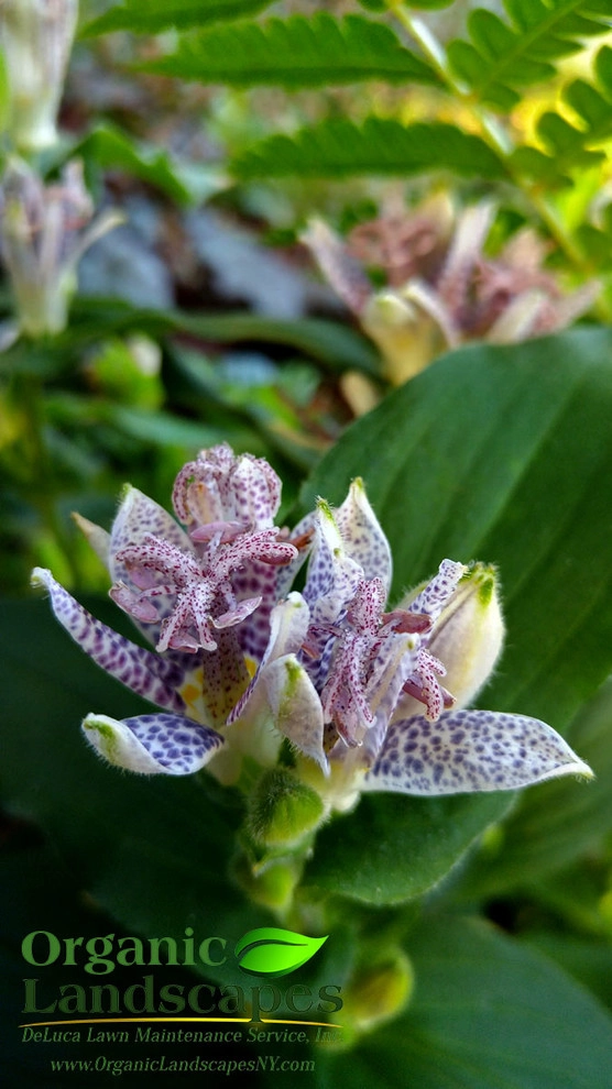 Flowers by Organic Landscapes NY By DeLuca Lawn Maintenance - Photo 2