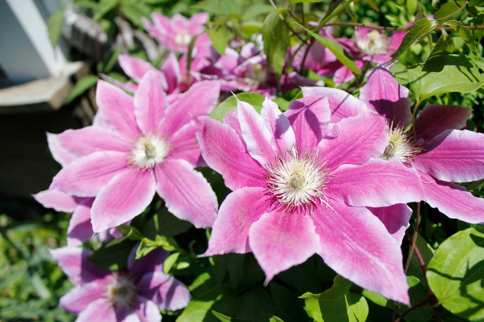 Flowers by Organic Landscapes NY By DeLuca Lawn Maintenance - Photo 9