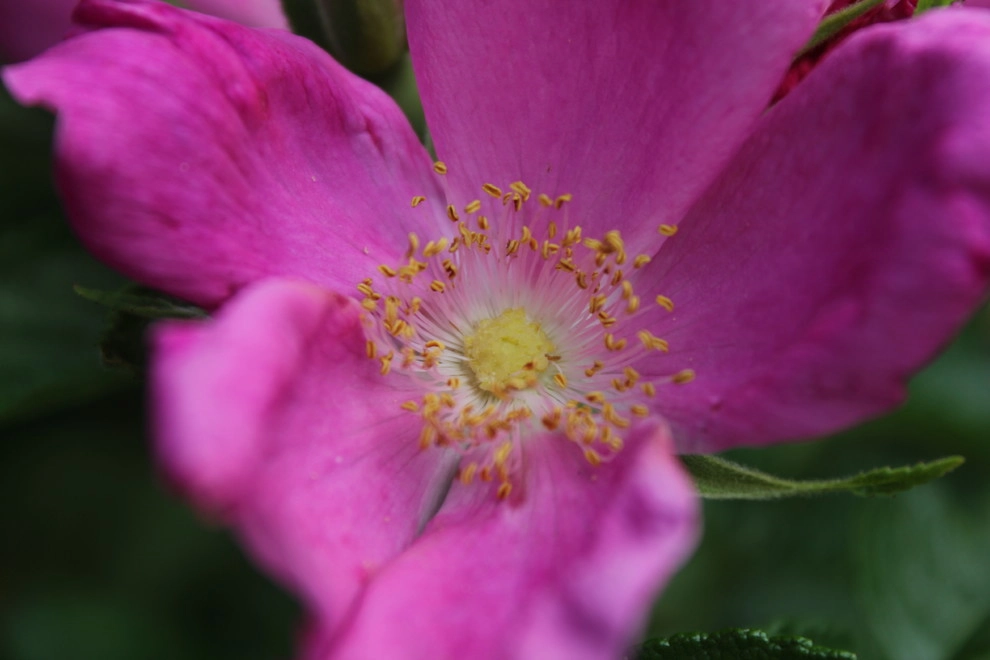 Flowers by Organic Landscapes NY By DeLuca Lawn Maintenance - Photo 3