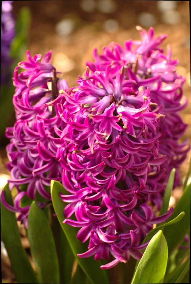 Flowers by Organic Landscapes NY By DeLuca Lawn Maintenance - Photo 4