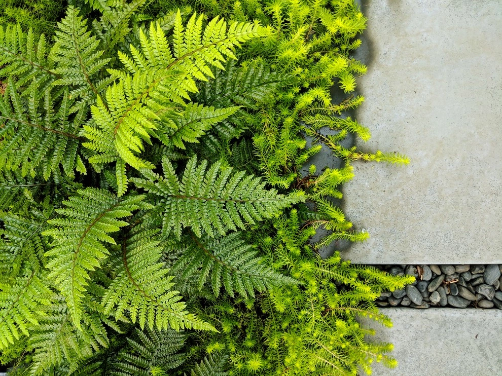 West Seattle Modern Living by Orion Rockscapes - Photo 7