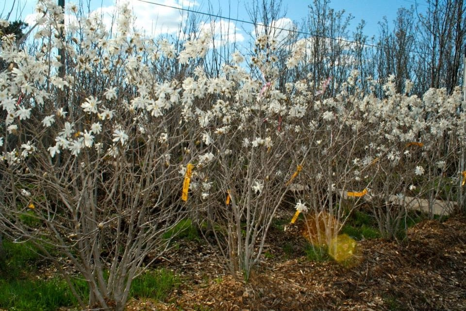 Margolis Nursery by Margolis Companies - Photo 10