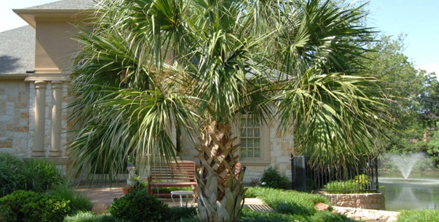 Residential Landscape by Palm Gardens - Complete Landscape Specialists - Photo 15