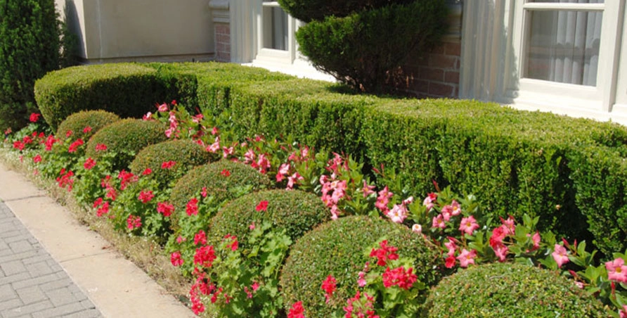Palm Gardens - Complete Landscape Specialists - Photo 6