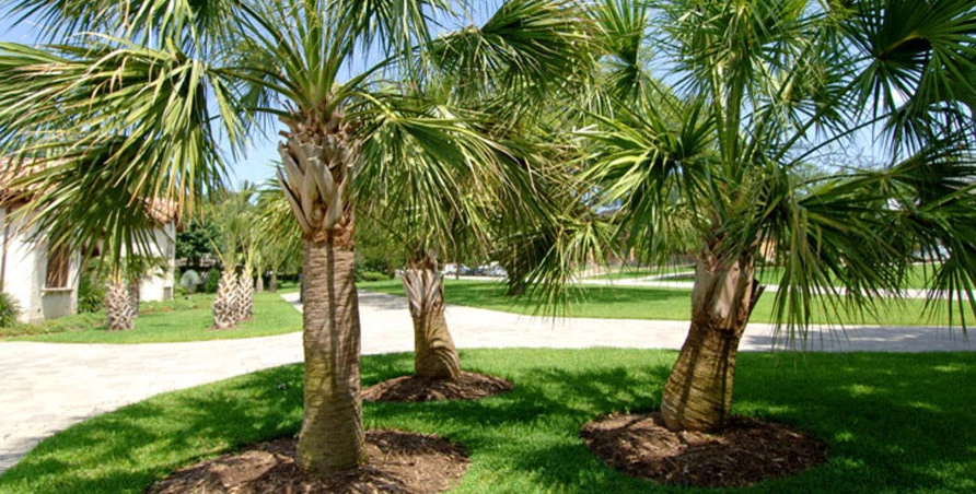 Palm Gardens - Complete Landscape Specialists - Photo 9