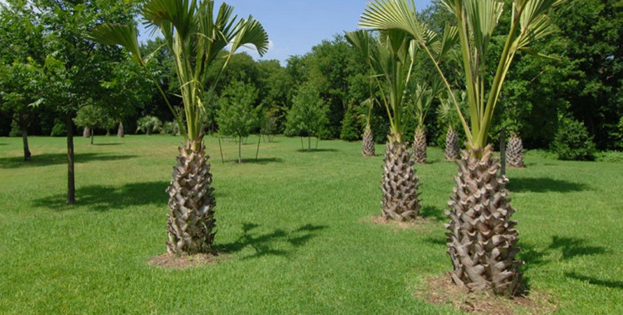 Palm Gardens - Complete Landscape Specialists - Photo 5