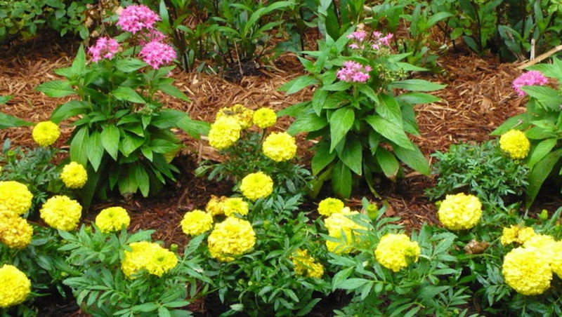 Palmetto Coastal Landscaping & Hardscapes - Photo 2