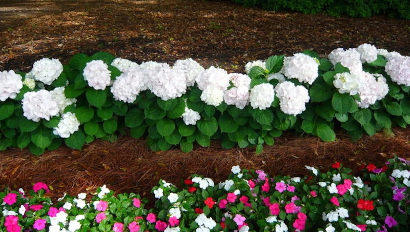 Landscapes & Hardscapes by Palmetto Coastal Landscaping & Hardscapes - Photo 19