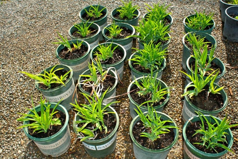 Margolis Nursery by Margolis Companies - Photo 8