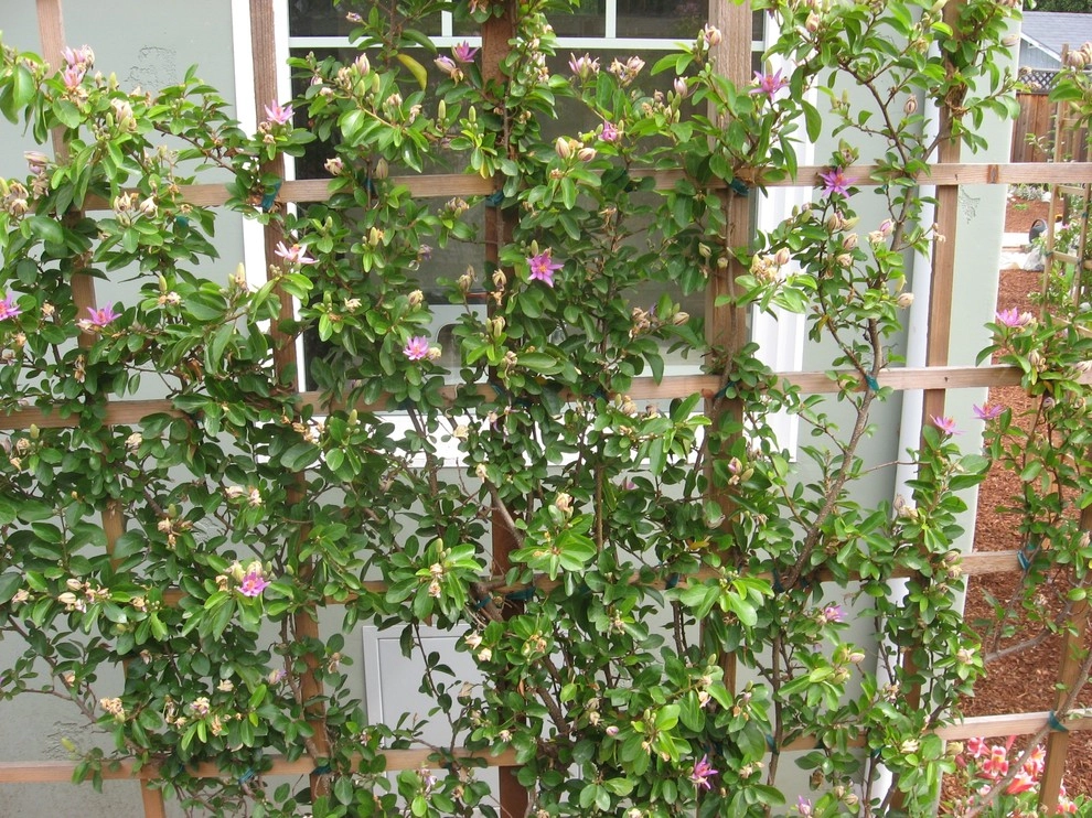 Complete Garden Renovation by Paradise Garden & Landscape - Photo 4