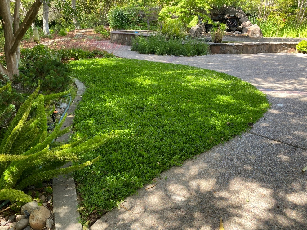 Monte Sereno Landscape by Paradise Garden & Landscape - Photo 3